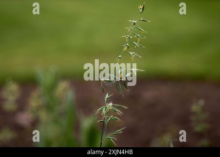 Spinne auf dem Rasen Stockfoto