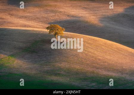 Einsamer Baum auf den Hügeln des Val d'Orcia und die letzten Lichter des Sonnenuntergangs. Toskana, Italien Stockfoto