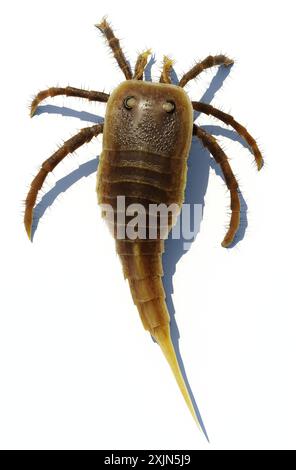 Eine Illustration des ausgestorbenen Eurypteriden Kokomopterus (Meerskorpione) auf weißem Hintergrund. Sie waren 12 cm lang und lebten während des Silurischen 41 Stockfoto