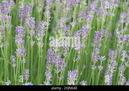 Ein atemberaubendes Bild, das ein Feld aus leuchtendem Lavendel in voller Blüte zeigt und die zarten violetten Blüten und üppigen grünen Stiele hervorhebt. Ideal für die Natur Stockfoto