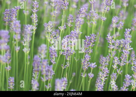 Ein atemberaubendes Bild, das ein Feld aus leuchtendem Lavendel in voller Blüte zeigt und die zarten violetten Blüten und üppigen grünen Stiele hervorhebt. Ideal für die Natur Stockfoto