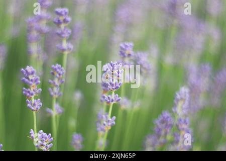 Ein atemberaubendes Bild, das ein Feld aus leuchtendem Lavendel in voller Blüte zeigt und die zarten violetten Blüten und üppigen grünen Stiele hervorhebt. Ideal für die Natur Stockfoto