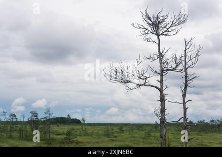 Wilde Grasmofen-Landschaft bei bewölktem Tag, natürlicher Sumpfhintergrund mit trockenen Bäumen im Vordergrund Stockfoto