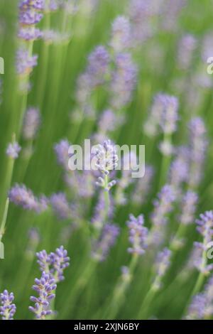 Ein atemberaubendes Bild, das ein Feld aus leuchtendem Lavendel in voller Blüte zeigt und die zarten violetten Blüten und üppigen grünen Stiele hervorhebt. Ideal für die Natur Stockfoto