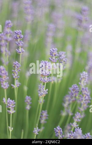 Ein atemberaubendes Bild, das ein Feld aus leuchtendem Lavendel in voller Blüte zeigt und die zarten violetten Blüten und üppigen grünen Stiele hervorhebt. Ideal für die Natur Stockfoto