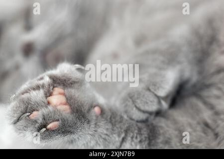 Unfokussierte schlafende graue Katze. Eine schlafende britische Falte liegt auf dem Boden und liegt mit der fokussierten Pfote. Stockfoto