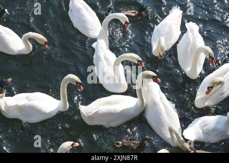 Ein dynamisches Bild einer Gruppe von Schwänen und Enten in einem Futterrausch, die auf dem ruhigen Wasser des Zürcher Sees mit Brot gefüttert werden. Perfekt für Natur, Tierwelt, und Stockfoto