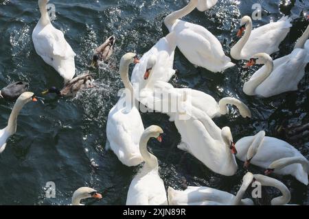 Ein dynamisches Bild einer Gruppe von Schwänen und Enten in einem Futterrausch, die auf dem ruhigen Wasser des Zürcher Sees mit Brot gefüttert werden. Perfekt für Natur, Tierwelt, und Stockfoto