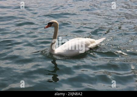 Ein atemberaubendes Bild eines einzelnen Schwans im Rahmen, der anmutig auf dem ruhigen Wasser des Zürichsees schwimmt. Perfekt für Natur, Tierwelt und Trav Stockfoto