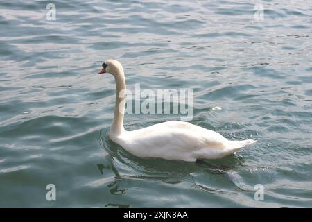 Ein atemberaubendes Bild eines einzelnen Schwans im Rahmen, der anmutig auf dem ruhigen Wasser des Zürichsees schwimmt. Perfekt für Natur, Tierwelt und Trav Stockfoto