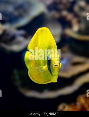 Bluecheek Butterflyfish (Chaetodon semilarvatus), endemische Art Stockfoto