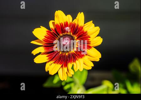 Nahaufnahme der schwarzäugigen Susan-Blume. Stockfoto