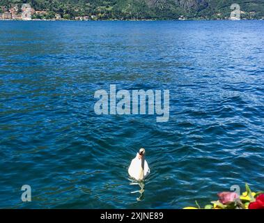 Schwan schwimmt auf einem ruhigen blauen See mit Blumen im Vordergrund und Bäumen am Hang im Hintergrund Stockfoto