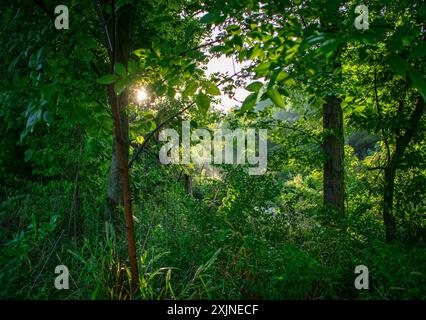 Sonnenlicht scheint durch die Bäume des dichten Waldes Stockfoto