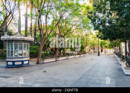 Plaza de Mina mit kolossalen Bäumen in Cadiz Stadt Stockfoto