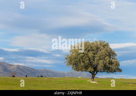 Eine einsame Eiche inmitten der Weide in Extremadura. Spanien Stockfoto