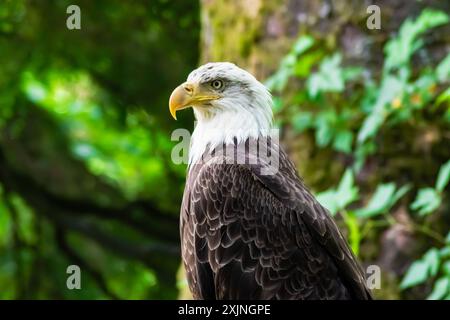 Der Weißkopfseeagle steht auf einem Zaun in Ketchikan, Alaska Stockfoto