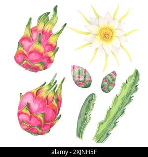 Drachenfrüchte, Scheiben, Blüten, Knospen und Kaktusblätter Set. Pitahaya-Teilebündel. Aquarell pitaya Clipart Kollektion für Rezeptbücher, tropische Dekor oder gesunde Lifestyle Aktionen Stockfoto