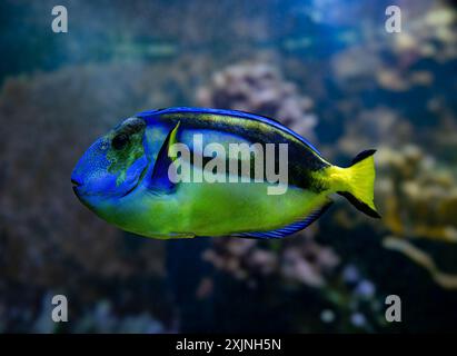 Blue Tang, blauen Hippo Tang oder unikales Doktorfisch (Paracanthurus Hepatus) Stockfoto