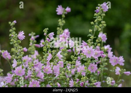 Moschusmalvenblüten mit ihren rosa Blüten. Musk Malve, Malva moschata, in Blume. Sommer Blume Hintergrund. Stockfoto