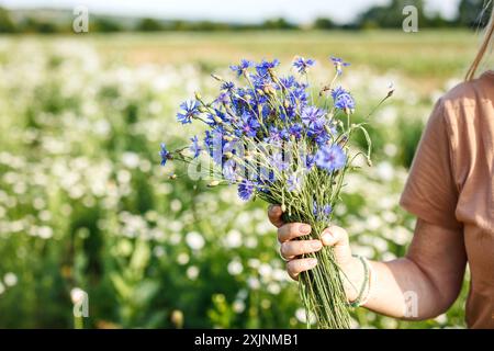 Frau mit Blumenstrauß steht im Sommer auf blühender Wiese. Blumensammeln für pflanzliche Zwecke und alternative Medizin Stockfoto
