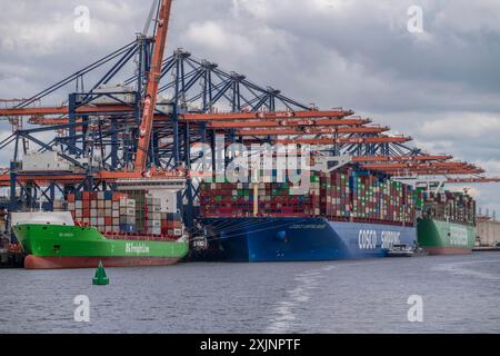 Euromax Container Terminal, BG Green Container Feedership, Containerfrachter Cosco Shipping Universe, vorne und immer genial, Evergreen Reederei, Stockfoto