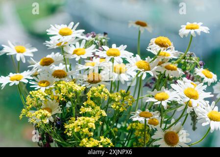 Lebendige Wildblumen, darunter Gänseblümchen und gelbe Blüten, die an einem sonnigen Tag in voller Blüte gefangen werden. Stockfoto