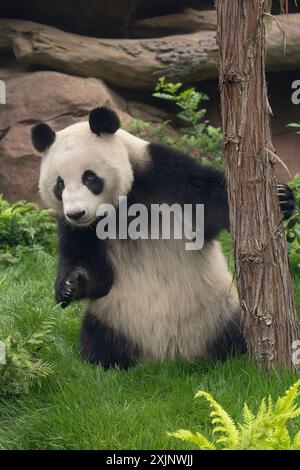 (240719) -- SAN DIEGO, 19. Juli 2024 (Xinhua) -- Ein Foto, das am 19. Juli 2024 von der San Diego Zoo Wildlife Alliance veröffentlicht wurde, zeigt Xin Bao, eine fast vierjährige Panda, in ihrem neuen Zuhause im San Diego Zoo in San Diego, Kalifornien, USA. Das Pandapaar, das Anfang des Sommers aus China im San Diego Zoo angekommen ist, gibt am 8. August ihr sehnsüchtig erwartetes öffentliches Debüt, wie die San Diego Zoo Wildlife Alliance am Freitag bekannt gab. (San Diego Zoo Wildlife Alliance/Handout Via Xinhua) Stockfoto