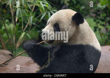 (240719) – SAN DIEGO, 19. Juli 2024 (Xinhua) – Ein Foto, das am 19. Juli 2024 von der San Diego Zoo Wildlife Alliance veröffentlicht wurde, zeigt Yun Chuan, einen fast fünfjährigen männlichen Panda, in seinem neuen Zuhause im San Diego Zoo in San Diego, Kalifornien, USA. Das Pandapaar, das Anfang des Sommers aus China im San Diego Zoo angekommen ist, gibt am 8. August ihr sehnsüchtig erwartetes öffentliches Debüt, wie die San Diego Zoo Wildlife Alliance am Freitag bekannt gab. (San Diego Zoo Wildlife Alliance/Handout Via Xinhua) Stockfoto