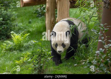 (240719) – SAN DIEGO, 19. Juli 2024 (Xinhua) – Ein Foto, das am 19. Juli 2024 von der San Diego Zoo Wildlife Alliance veröffentlicht wurde, zeigt Yun Chuan, einen fast fünfjährigen männlichen Panda, in seinem neuen Zuhause im San Diego Zoo in San Diego, Kalifornien, USA. Das Pandapaar, das Anfang des Sommers aus China im San Diego Zoo angekommen ist, gibt am 8. August ihr sehnsüchtig erwartetes öffentliches Debüt, wie die San Diego Zoo Wildlife Alliance am Freitag bekannt gab. (San Diego Zoo Wildlife Alliance/Handout Via Xinhua) Stockfoto