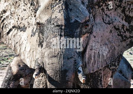 Porträt eines einzigen Elefanten, der aggressiv ist und seine Herde im Busch beschützt Stockfoto