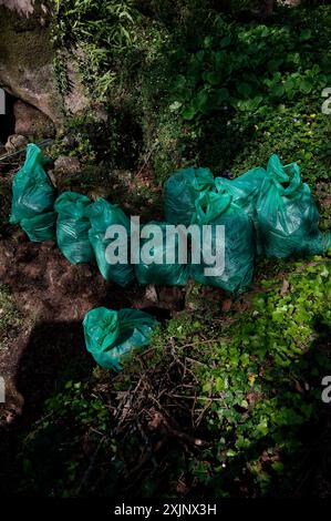 Grüne Müllsäcke gefüllt mit Vegetation und Trümmern inmitten von dichtem Grün in Sintra Stockfoto