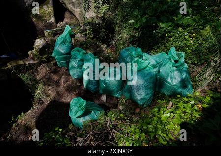 Grüne Müllsäcke gefüllt mit Vegetation und Trümmern inmitten von dichtem Grün in Sintra Stockfoto