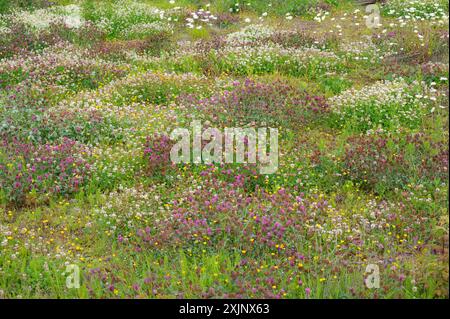 Nahaufnahme eines Feldes mit bunten Wildblumen auf einer norwegischen Wiese. Stockfoto