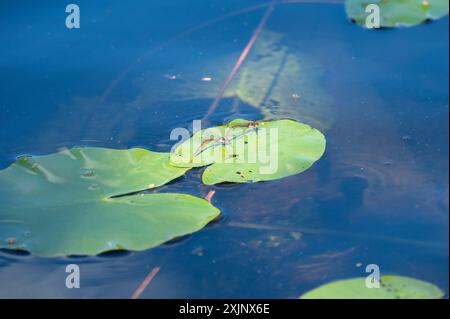 Ein paarendes Paar großer Roter Damselfliege, Pyrrhosoma nymphula, auf einem Seerosenblatt im Sommer. Stockfoto