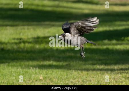 Ein eurasischer Jackdaw, der an einem sonnigen Tag in Israel über einen Rasen fliegt. Stockfoto