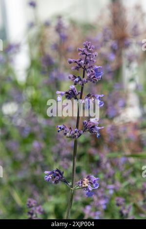 Nahaufnahme von Blüten der kleinen Katzenminze (nepeta nepetella) in Blüte Stockfoto