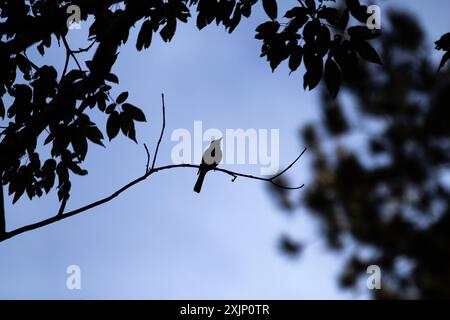 Goiania, Goias, Brasilien – 19. Juli 2024: Silhouette eines Vogels auf einem Baumzweig mit blauem Himmel im Hintergrund. Stockfoto