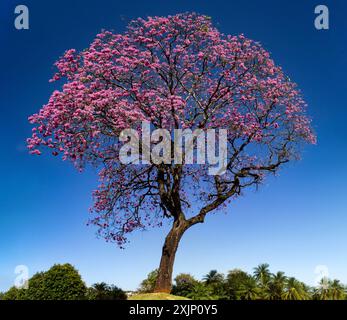 Goiania, Goias, Brasilien – 19. Juli 2024: Ein wunderschöner blühender lila ipe mit blauem Himmel im Hintergrund. Handroanthus impetiginosus. Stockfoto