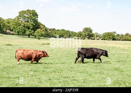 2 Dexterrinder überqueren die Wiese Stockfoto