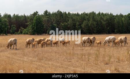 Eine Herde beiger blonder Kühe in Aquitanien. Jeder steht rückwärts und isst Gras auf der Wiese unter dem blauen Himmel. Große Herde Stockfoto