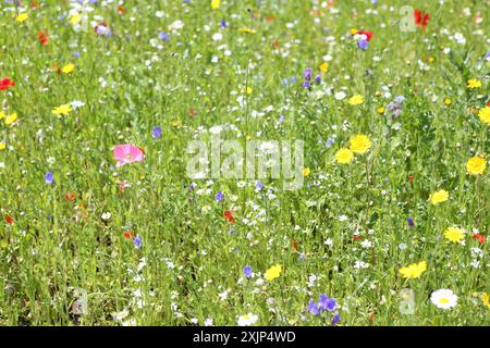 Wildblumenwiese mit langen Gräsern und Mohnblumen Stockfoto