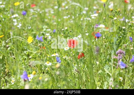 Wildblumenwiese mit langen Gräsern und Mohnblumen Stockfoto