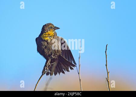 Ein kleiner weiblicher, gelbköpfiger schwarzer Vogel sitzt auf einem kleinen Zweig, der sich am blauen Himmel befindet. Stockfoto