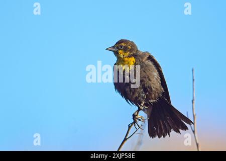 Ein kleiner weiblicher, gelbköpfiger schwarzer Vogel sitzt auf einem kleinen Zweig, der sich am blauen Himmel befindet. Stockfoto