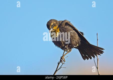 Ein kleiner weiblicher, gelbköpfiger schwarzer Vogel sitzt auf einem kleinen Zweig, der sich am blauen Himmel befindet. Stockfoto