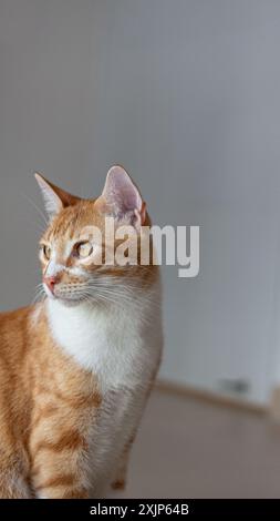 Orangene Erwachsene Katze, die nach links schaut. Stockfoto