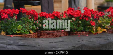 Natürliche rote Geranienblüten in Körben. Stockfoto