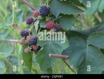 Brombeersträucher mit grünen Blättern und Brombeeren an den Zweigen, Naturhintergrund. Stockfoto