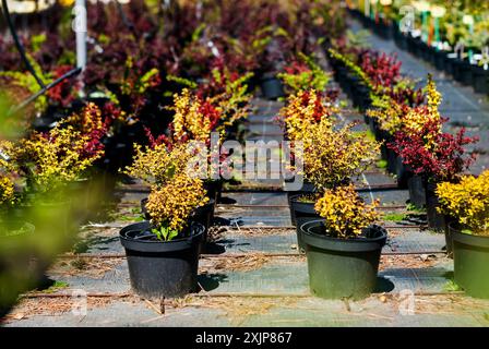 Blumentöpfe mit Pflanzen im Kindergarten. Anbau von Pflanzen zum Verkauf. Gelbe und rote Sträucher in Plastikblumentöpfen. Material für Landschaftsgestaltung. Gartenarbeit Stockfoto